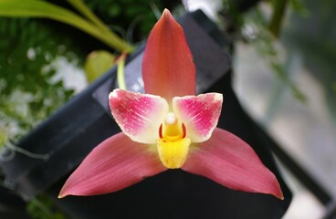 Obraz premium A vibrant Lysudamuloa Red Jewel Red Baby orchid with a striking blend of deep pink and creamy yellow.