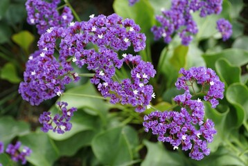 Clusters of vibrant purple flowers of Sea Lavender, accented by tiny white blossoms