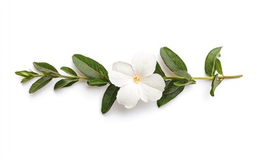 Fototapeta premium White flower with green leaves levitating on a solid white background. Clean and minimalist aesthetic. Top view