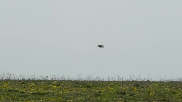 a curlew (Numenius) flying over a grass meadow