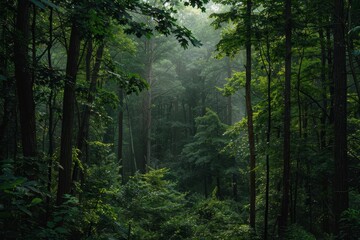 Obraz premium A view of a dense forest with sunlight filtering through the leaves, Sounds of wildlife echoing through the trees