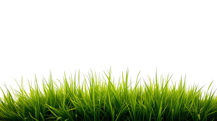 Obraz premium Photo of small patch of green grass isolated on transparent background.png