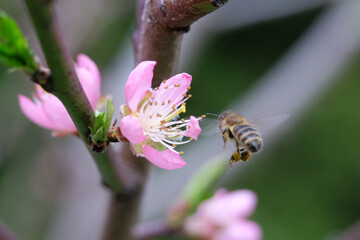 A bee flies near a peach blossom. Selective focus.