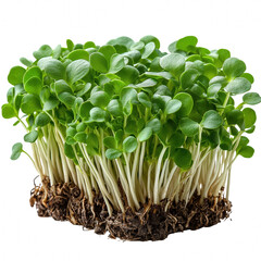 Buy fresh organic sunflower microgreens sprouts online for healthy eating on transparent background