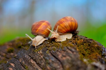 Close-up of two brown snails with spiral shells slowly moving across a moss-covered tree trunk in a natural forest setting.