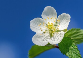 White flower with yellow center and green leaves against a blue sky.