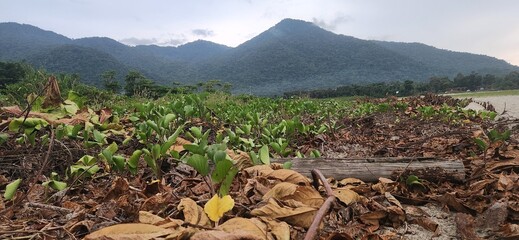 image of sea waves on the north coast of brazil in ubatuba ubatumirim beach