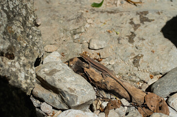 Small Lizard Resting on a Wooden Branch Among Rocks