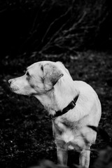 Golden Retriever x German Shepherd