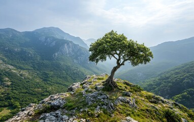 Fototapeta premium Lone tree clinging to a rocky mountain peak, overlooking a vast, verdant valley under a bright sky. The scene evokes resilience and serenity