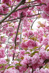 Profusion of pink cherry blossoms on a tree, creating a soft, dreamy and vibrant floral canopy in the spring season.