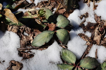 Green plant growing and emerging through snow as winter transitions into spring season