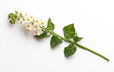 White lantana flower with green leaves levitates on a solid white background. The image is clean and simple, with a focus on the delicate details of the flower