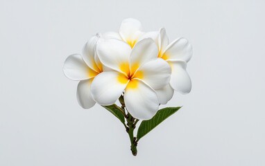 Fototapeta premium Vibrant yellow Gazania flower with dark accents, levitating against a solid light-grey background. The image is sharply focused, showcasing the flower's details and texture