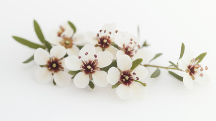 Manuka blossoms gently contrast with a soft white backdrop, inviting calm and beauty Generative AI