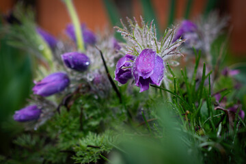 Violet spring easter Pasque flowers (Pulsatilla), Czech republic, Europe.