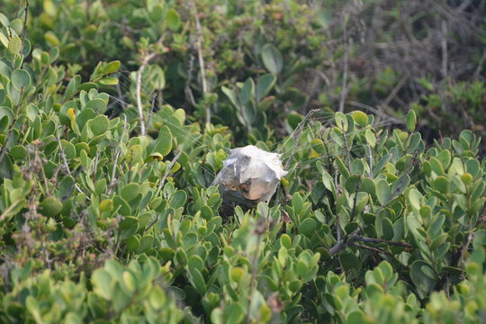 The nest of a huntsman spider, aka rain spider (Palystes superciliosus), suspended in a shrub, Overberg, South Africa
