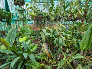 Tropical greenhouse with lush green potted plants. collection of tropical plants and orchids in pot.