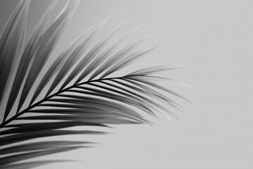 Obraz premium Close-up of palm lines against clean white/black background