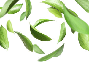 Fototapeta premium Many fresh green leaves flying on white background