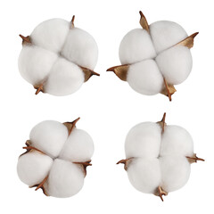 Beautiful cotton flowers on white background, collage