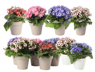 Beautiful potted flowers on white background, collage