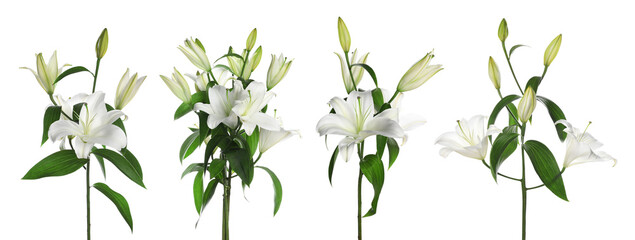 Beautiful lily flowers on white background, set
