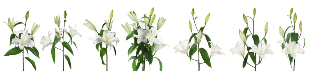 Beautiful lily flowers on white background, set