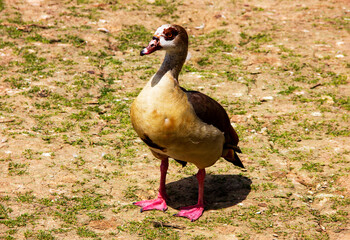 Close-up brown domestic goose by the lake. Goose with yellow eyes and red beak.