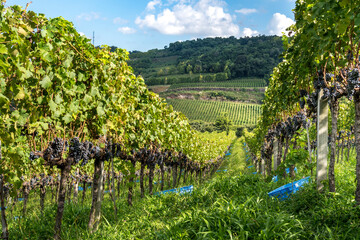 general view of vineyard with grapes ready for harvest.
