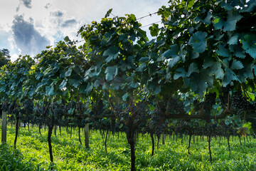 general view of vineyard with grapes ready for harvest.
