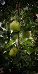 Apples growing on an apple tree nature wallpaper background