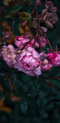 Obraz premium Pink small roses with dew drops nature wallpaper background