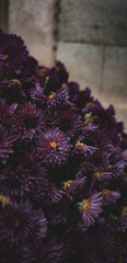 Dark purple flowers bouquet nature wallpaper background