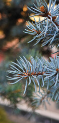 Blue pine tree branch closeup macro nature wallpaper background