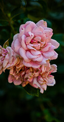 Pink rose flowers close up nature wallpaper background