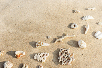 Seashells and corals on sandy beach. Trend minimal photo at sunlight. Summer vacation concept, beach mood. Nautical design. Top view nature aesthetics still life composition. Neutral pastel tones