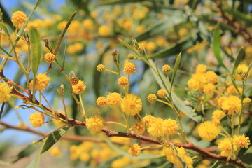 Golden wreath wattle, Mimosa à feuilles de saule, Mimosa bleuâtre - Acacia saligna - Fabaceae, Fabacées