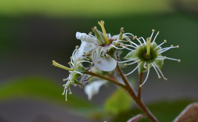 Welkende Blüten einer Felsenbirne