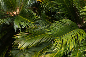 Closeup of tropical palm tree leaves in a garden. 
