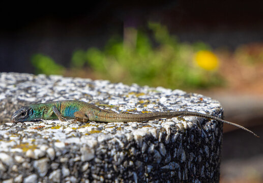 Close-up of a Platysaurus intermedius lizard