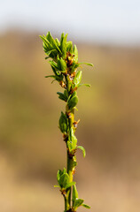 Close-up of a twig with young plum leaves
