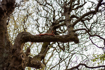 a tree with a squirrel lying on a branch