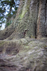 tree trunk with moss