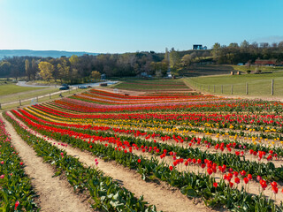 Beautiful spring garden. beautiful tulips garden with many blooming flowers.