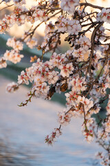 Close-up of almond blossoms in full bloom with the Liberty Bridge (Szabadsag hid)