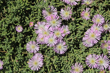 Rodondo Creeper, Rosea Iceplant, Pale dewplant, Drosenthème très fleuri, Tapete de flores, Barba...