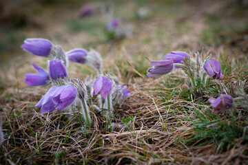 Violet spring easter Pasque flowers (Pulsatilla), Czech republic, Europe.