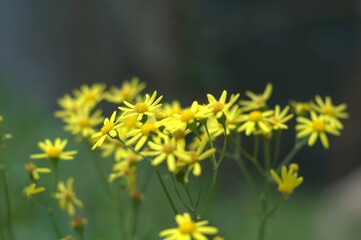 yellow dandelion flower