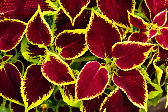 Coleus Blumei plant flower texture pattern 